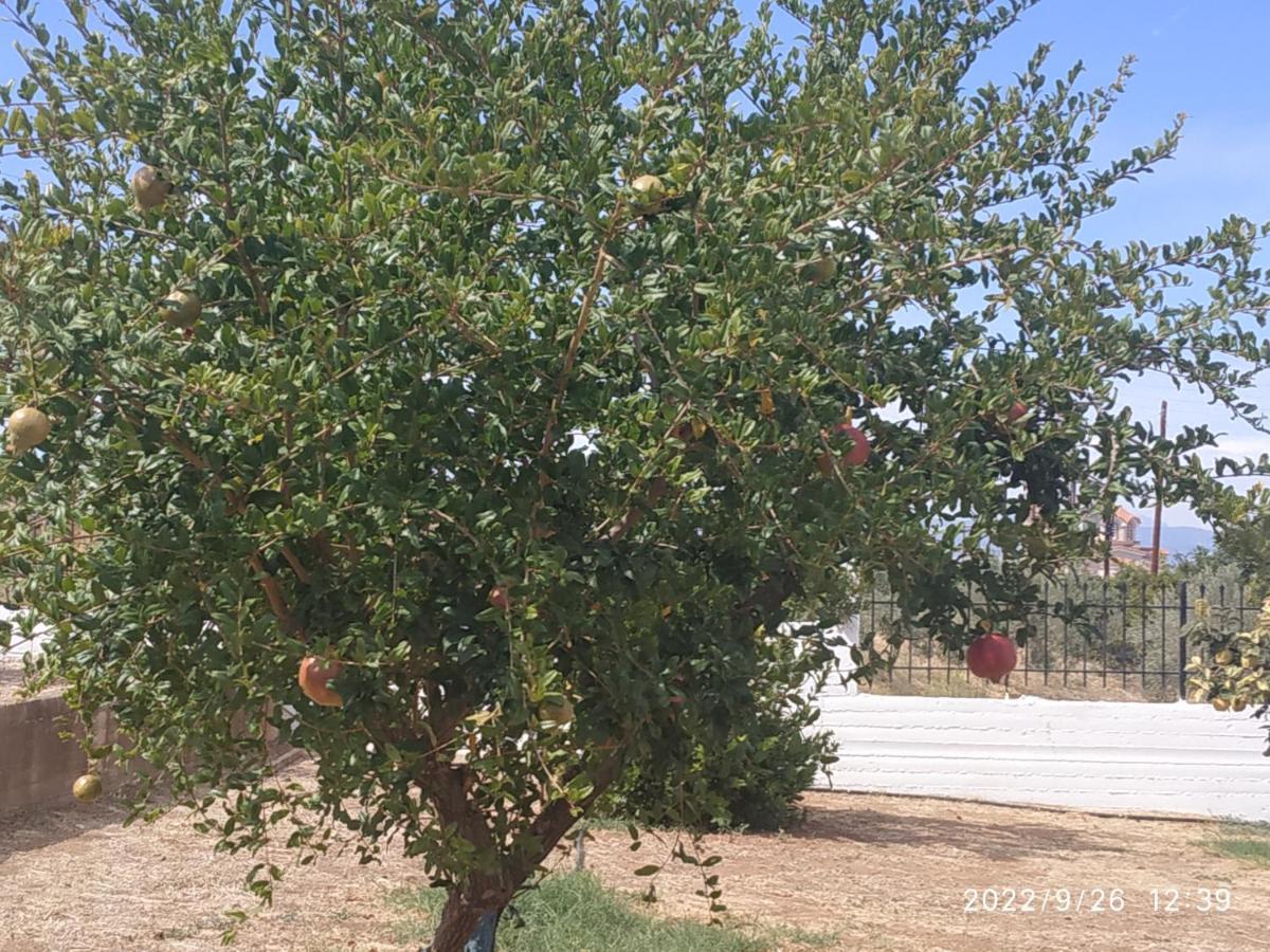 Holiday home Kleoni's Corinth